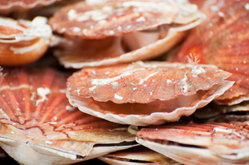 Special French food Scallops