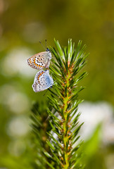 butterflies on a pine branch