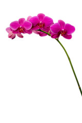 Fototapeta na wymiar Pink Orchid Blossoms
