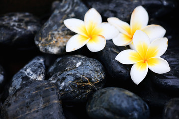 Fototapeta na wymiar Frangipani flowers and spa stones