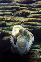 pieuvre poulpe tentacule mollusque monstre attraper