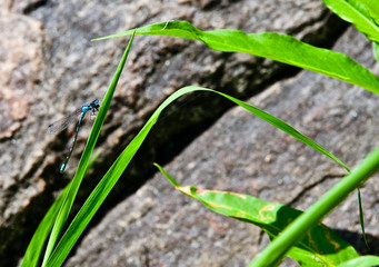 Libellule perchée sur une herbe
