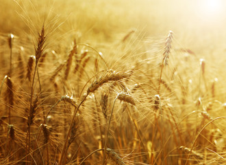 Golden Wheat field
