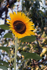 Flor de girasol (Hurdes)