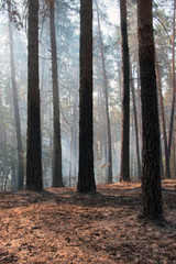 Forest fire