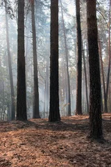  Forest fire © Imaster
