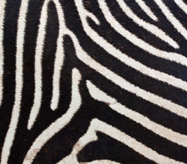Fototapeta na wymiar Zebra futro