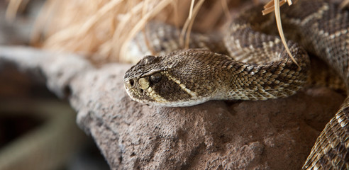 Serpiente de cascabel
