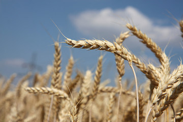 detail of wheat before harvest