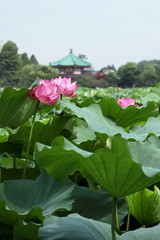 弁天堂と蓮花 (東京・上野不忍池)