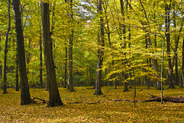 Obraz premium The hornbeam forest