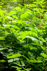 Green leaves in the forest