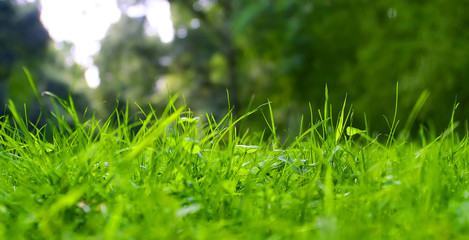 Saftige, grüne Wiese