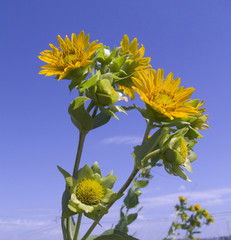 Obraz premium Close-up of yellow orange Rosinweed flowers on blue sky backgrou