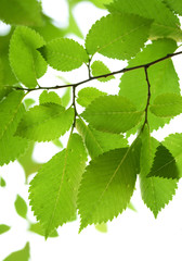 Green leaves