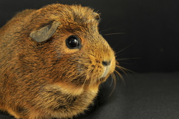 Naturfarbenes Meerschweinchen