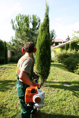 jardinier,paysagiste,pépiniériste taille un cyprès