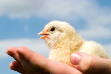 chicken