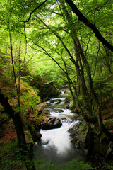 High mountain landscape of stream in forest