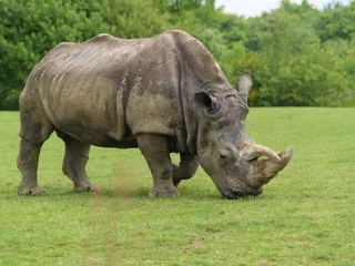 Foto op Plexiglas rhinocéros © AUFORT Jérome