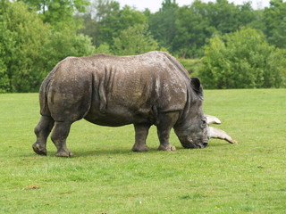 Fototapeta premium rhinocéros