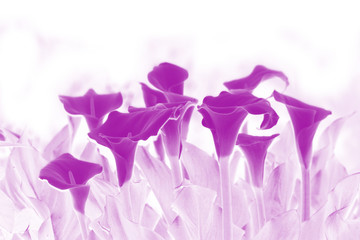 purple lillys © adam wybrow