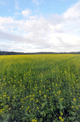 A rural field on the heights of the Swabian Alb