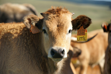 Animal ferme vache 31