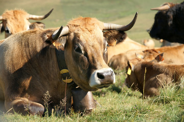 Animal ferme vache 32