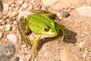 close-up of a green frog,sitting in a water