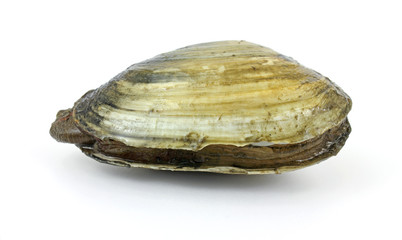 Red tide soft-shell clam