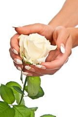 Beautiful hands and rose