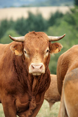 Animal ferme vache 40
