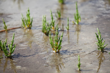 Queller - Salzkräuter - Salicornia europaea
