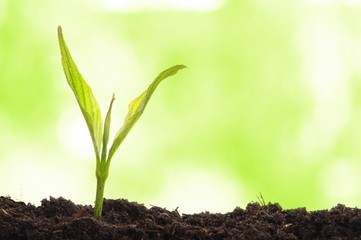 young plant