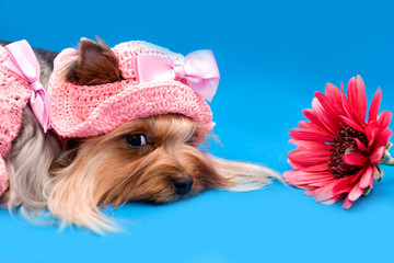 yorkshire terrier and flower