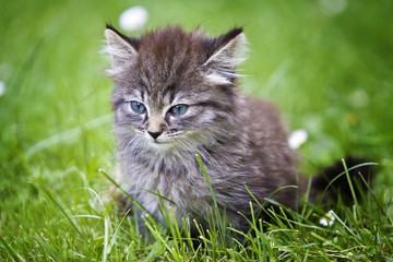 Naklejka na ściany i meble mały kotek siedzi na trawnik