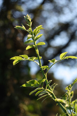 Green leaves, shallow focus on blue sky