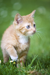 Naklejka na ściany i meble Kitten skradanie się w trawie