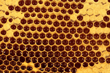 Honigwabe mit frischem Bienenhonig - Makro VIII