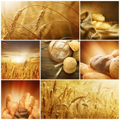 Wheat Collage.Harvest concepts