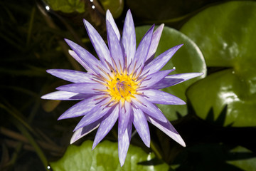 Lotus flower