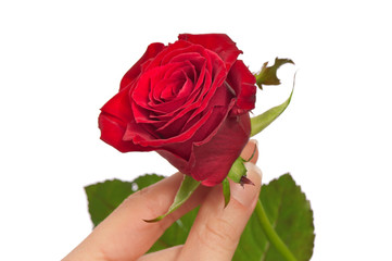 red rose