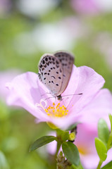 シジミチョウとポーチュラカ