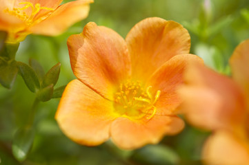 オレンジ色のポーチュラカ