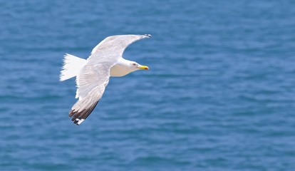 Gaviota en vuelo