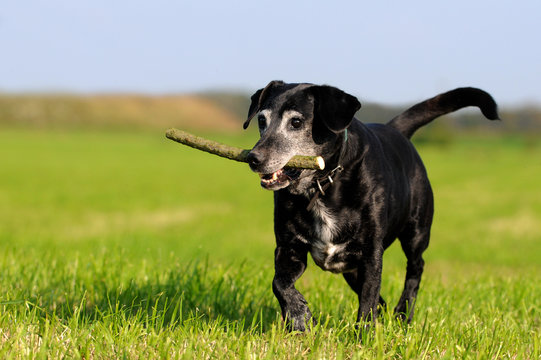 Fototapeta Hundesenior mit Stöckchen