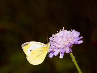 large white butterfly