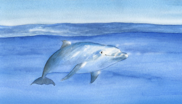 Delfino nell'acqua: acquerello