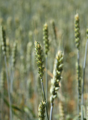 Wheat ear